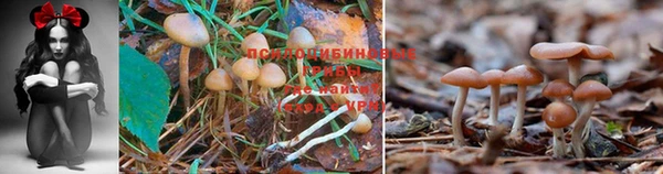 mdpv Карпинск